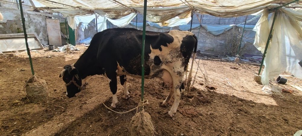 Zotli golishten Sigir sotiladi bolasi hukiz