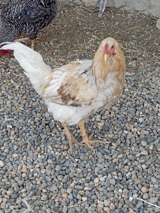 Buxoro tuman Buxoro viloyati