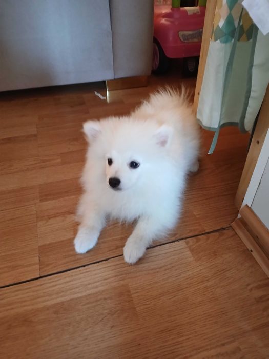 Померан шпиц на 3 месеза