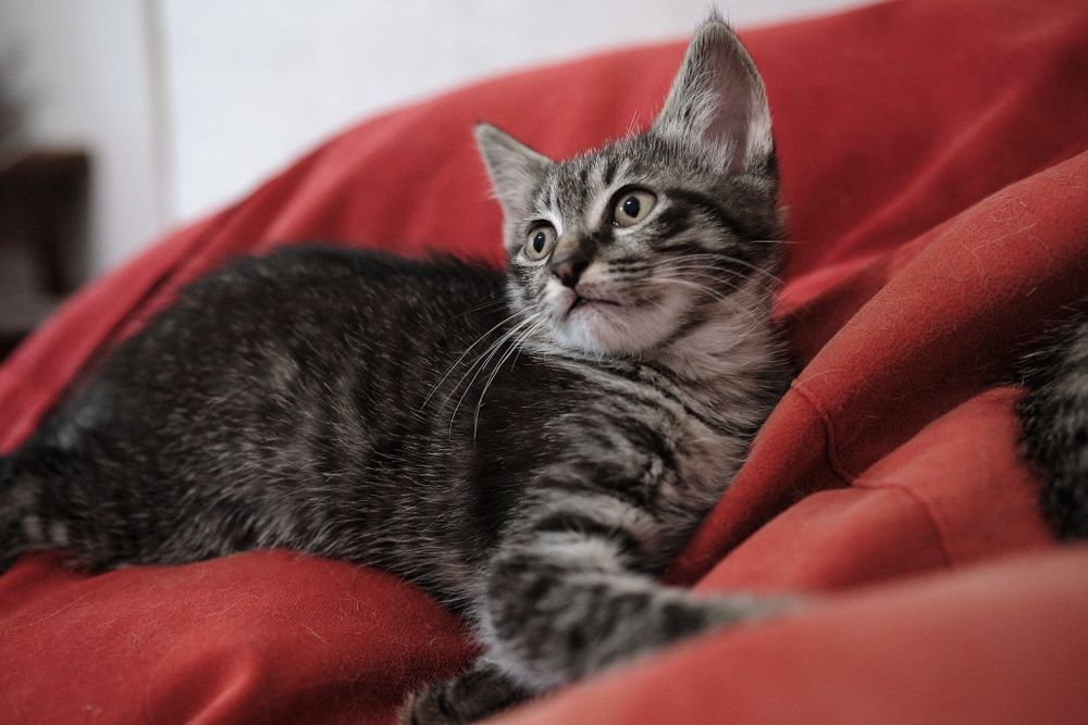 Котята 2 месяца.
