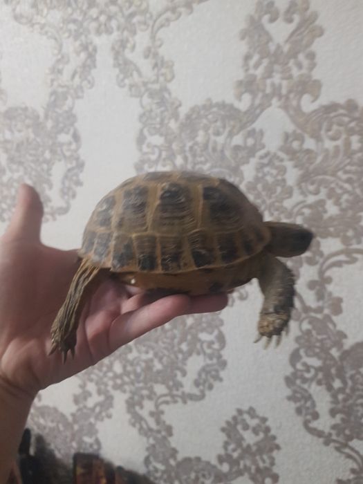 Срочно продам маленькая 4 года