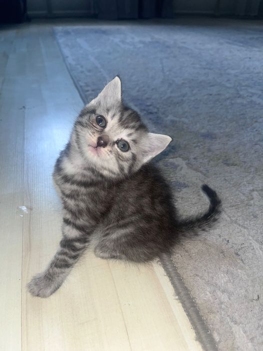 Голубоглазые котята