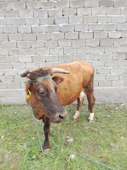 Сауым сиыр,бұзауымен