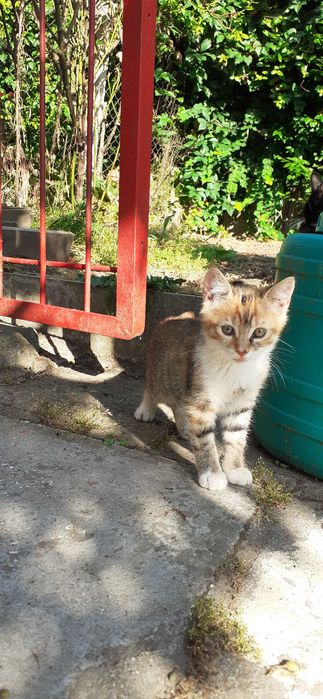 Подарявам  котенца на   два месеца