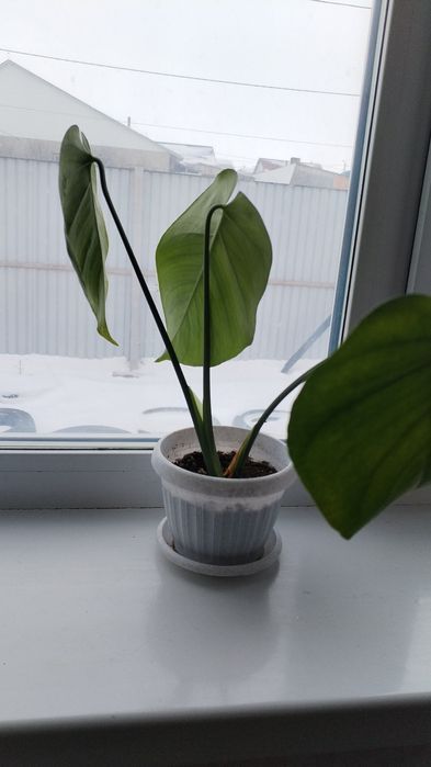 Продам Монстеру деликатесную