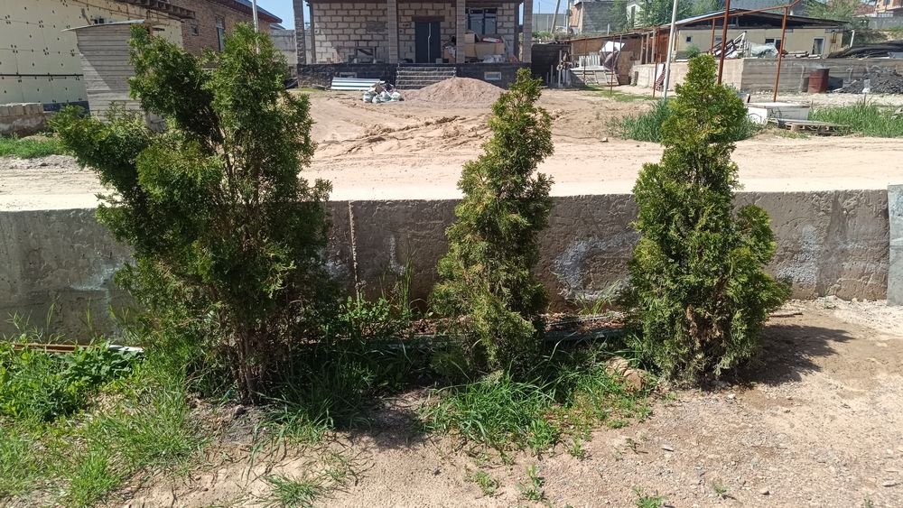 Туя ағашы бар 3шт