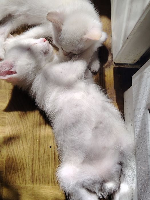 Отдам котят в добрые руки