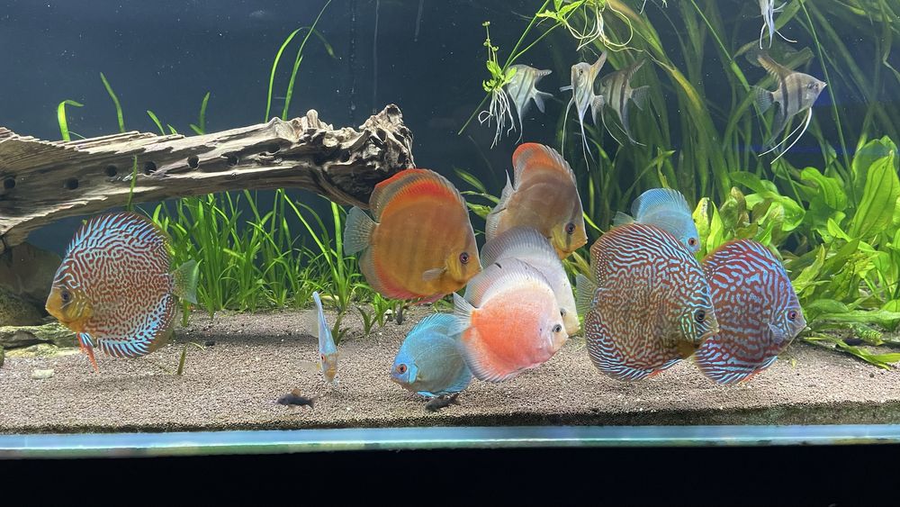 Большой Аквариум 10мм