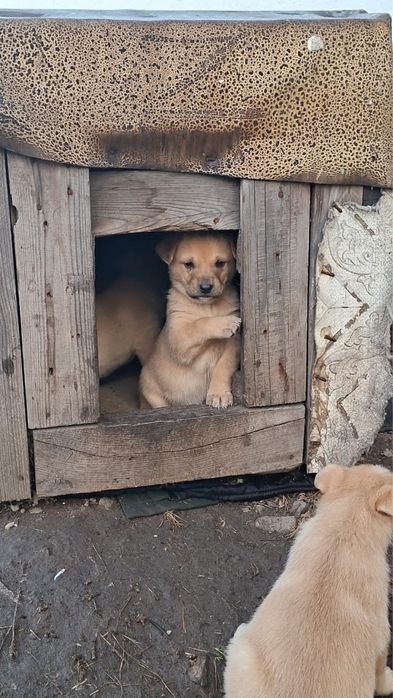 Ищем дом для щенят