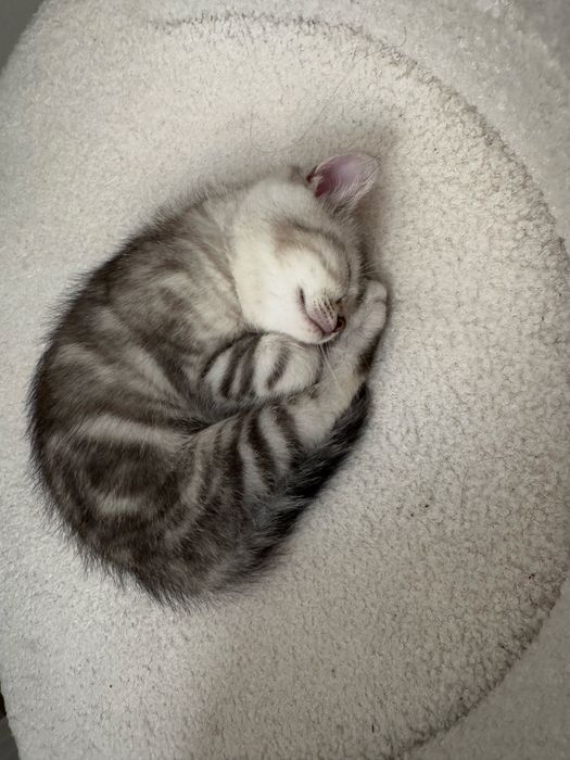 Продаётся кошка, 1,5 месяца.