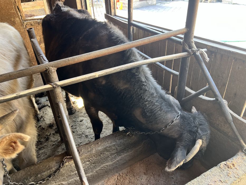 Продам корову четвертый отел