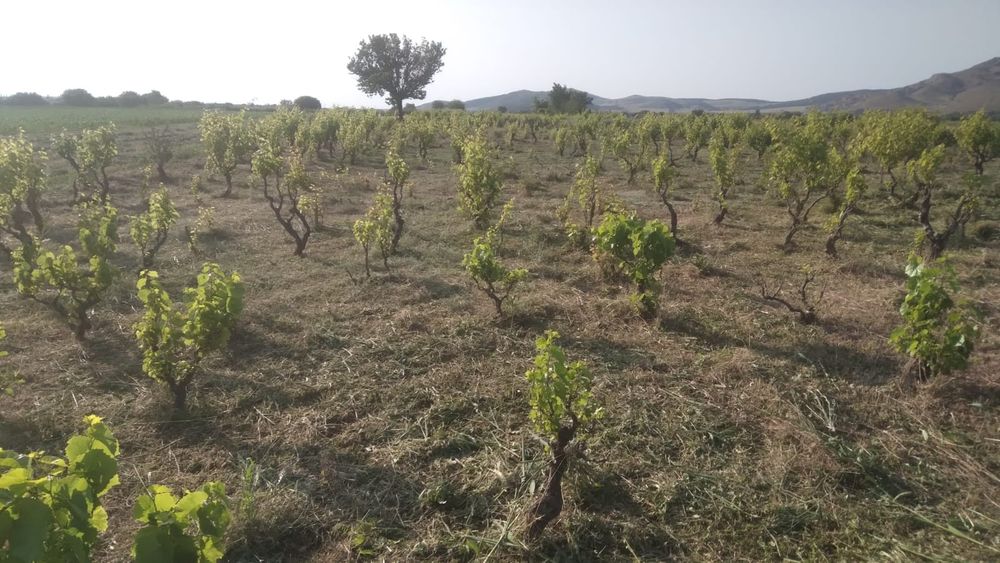 Grădini,vie,de arat sau curățat,livezi de curatat