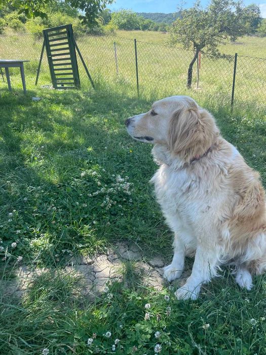 Donez câine,metis de Golden Retriver