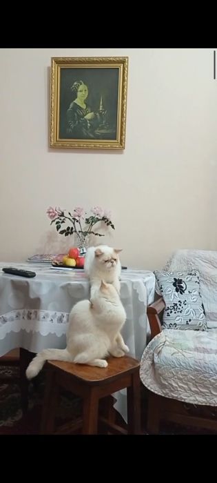 Экзотический кот