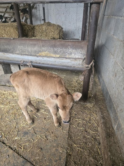 Бұзау сатылады бір апталық