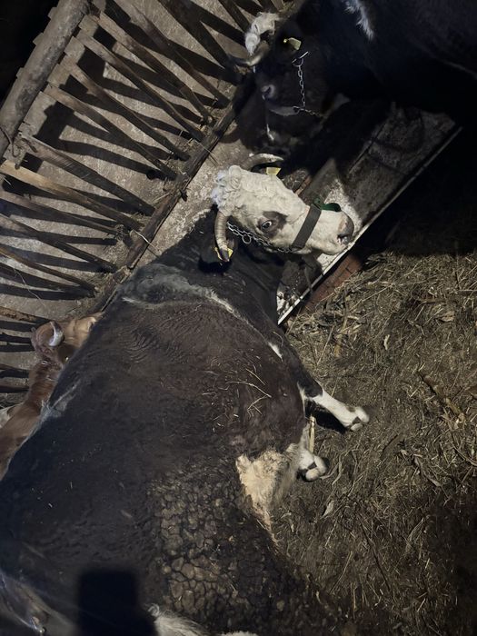 Vacă de vânzare Baltata