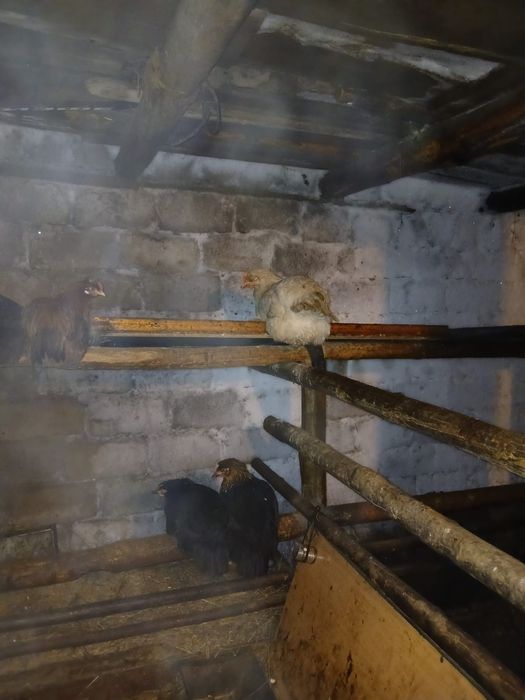 Продам 3 петуха и 9 куры