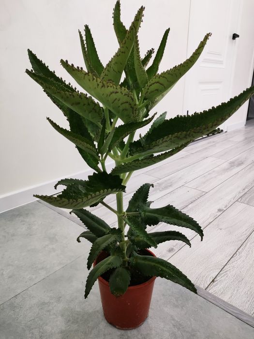 Каланхоэ лечебное, доставка