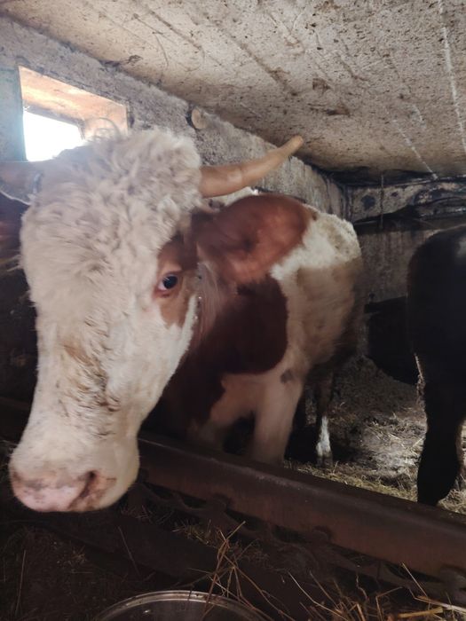 Vând vitea bălțată  românească