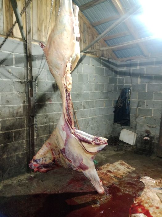 Жылқы еті сатылады. Байтал  бие,