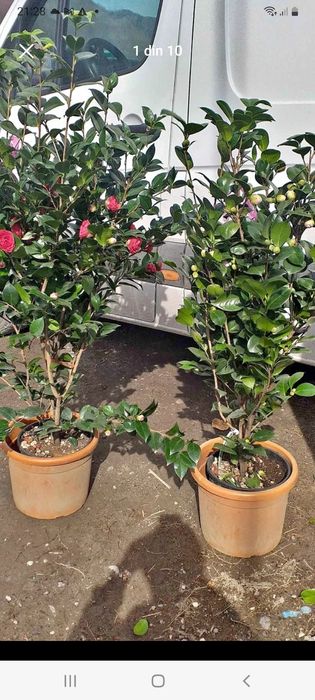 Vindem plante ornamentale tuia spiral măslin palmieri mestecân palmier