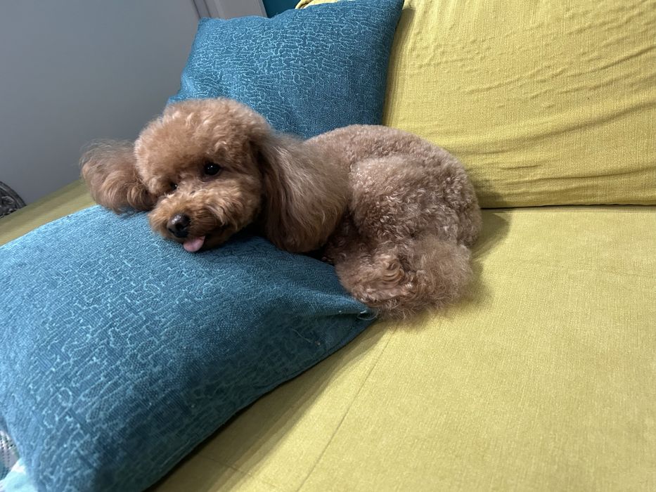 Той и мини пудел