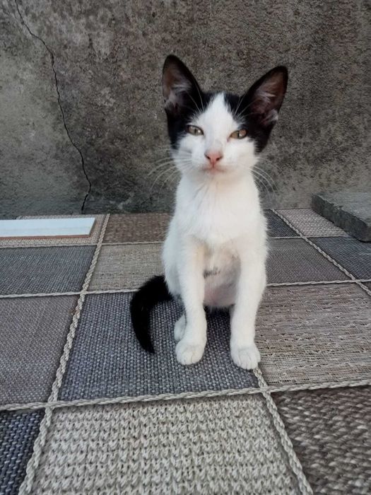 Donez  4 pui de  pisica de aproximativ 2 luni cu mama lor care este și sterilizata