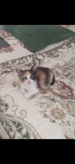Котята, животные