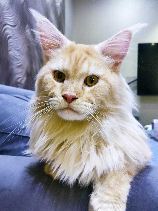 Роскошные малыши мейн-куна