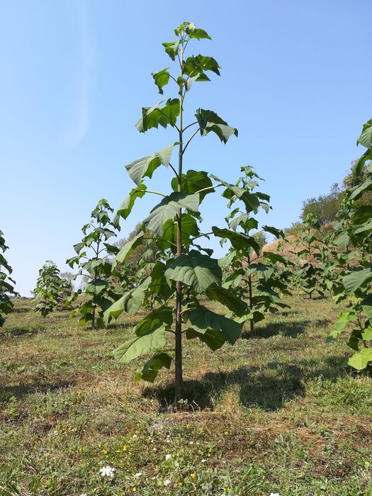 Butași Paulownia