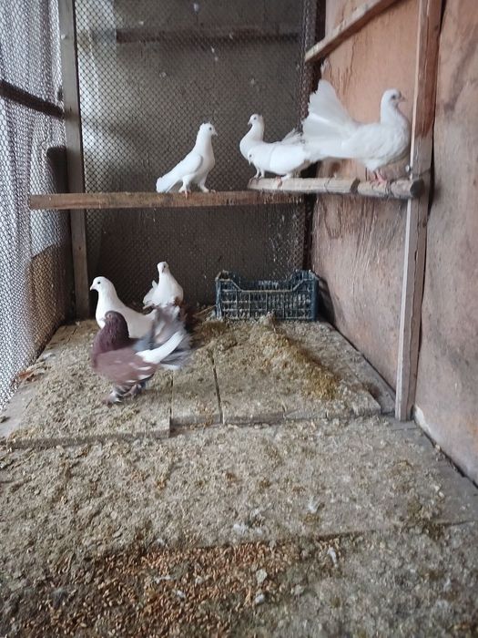 (P a u l i n)  kabutarimiz bor manzil Samarqand shaxar