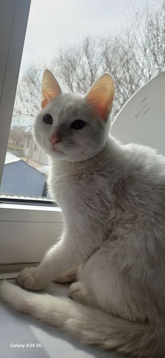 Котёнок турецкая