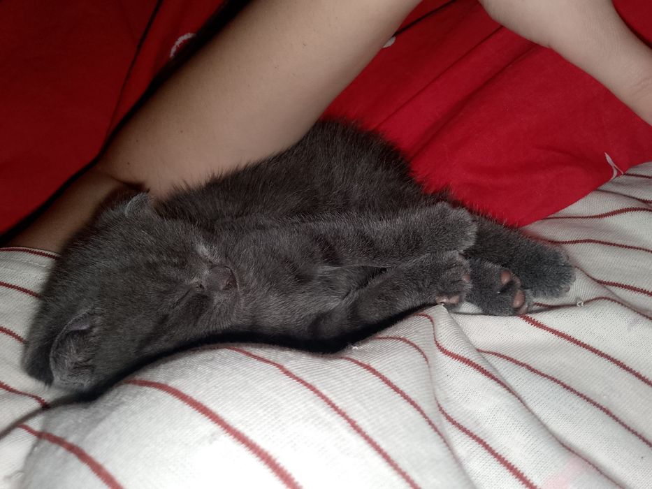 Продаётся котенок девочка