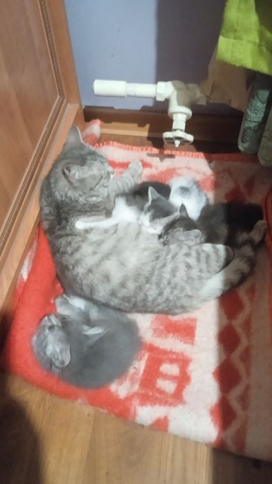 Отдам котят .крысаловы.