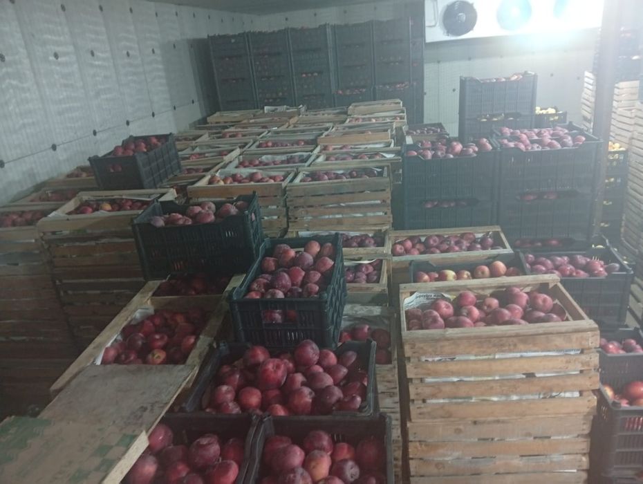 Яблоки высшего сорта!