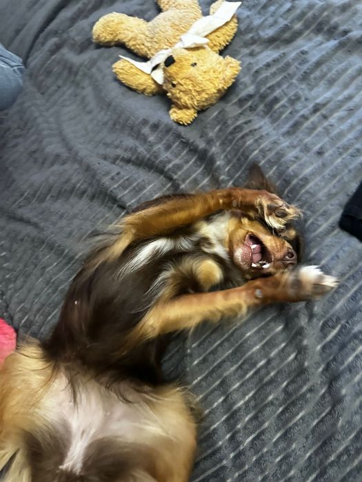 Для вязки сучка той терьер