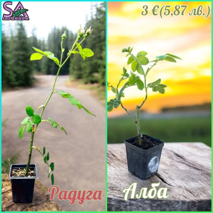 Българска Маслодайна Роза…