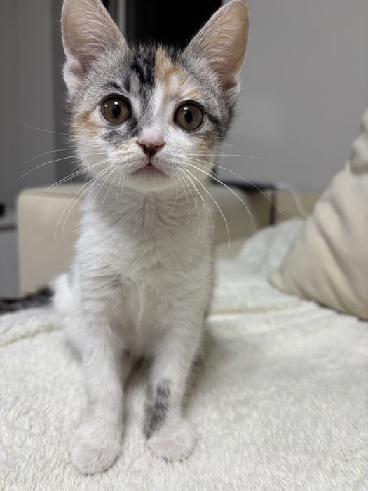 Продам котенка