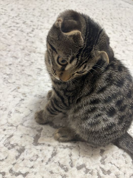 Отдам в добрые руки котенка 3 месяца