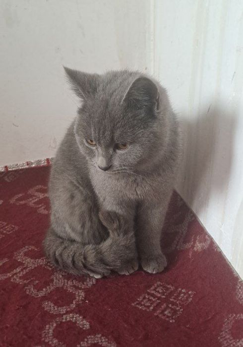 Soglom nasl olish mumkun