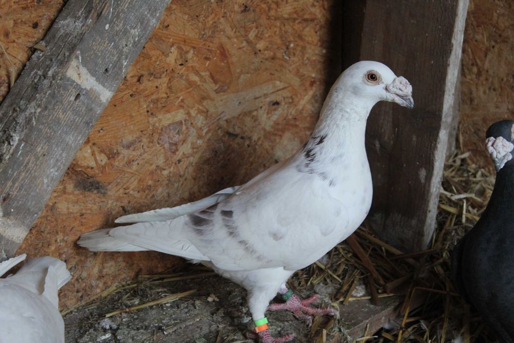 porumbei voiajori duduros