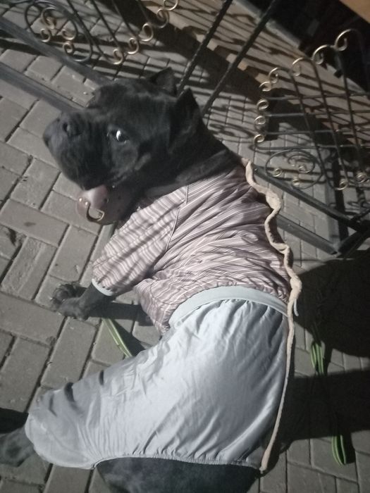 Кане корсо на вязку НЕ ПРОДАЖА