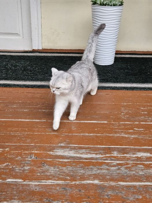 Britanskiy Shinshila qiz mushuk sotiladi