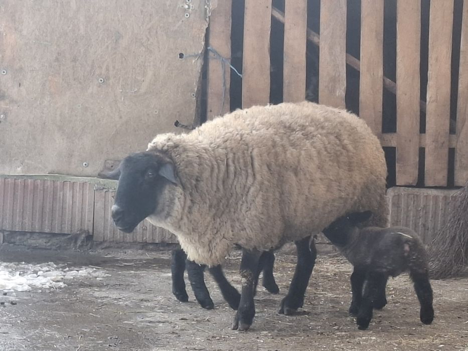 Oi si un berbec suffolc