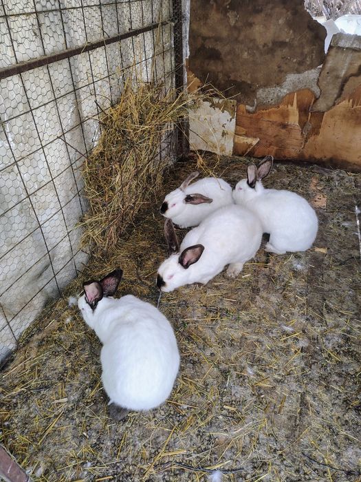 Hycole francez și uriaș de Transilvania