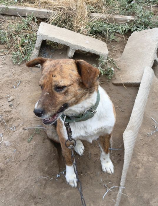 Собаки бесплатно в хорошие руки