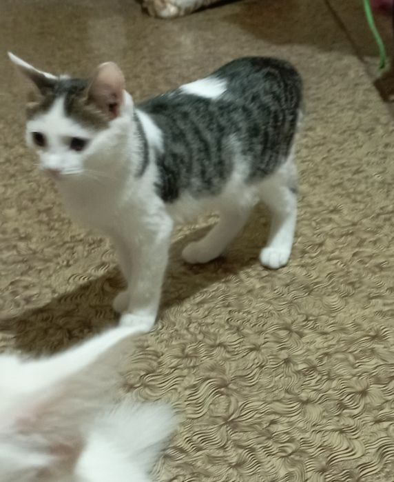 Отдам котика. Мальчик
