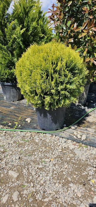 Tuia globular veșnic verde - buxus