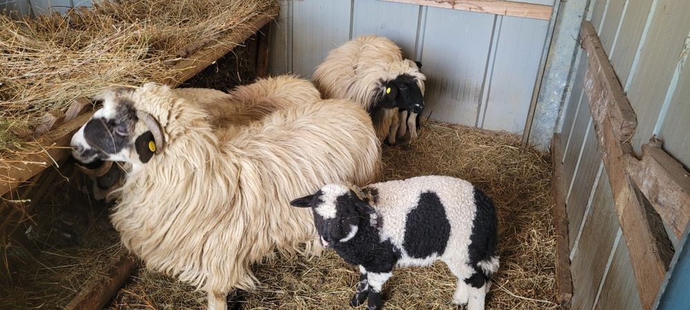 Trei oi cu miei disponibile