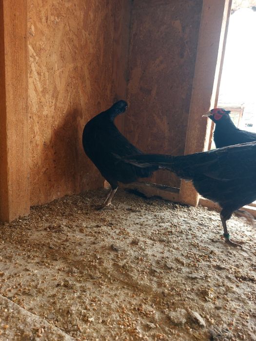 Vand sau schimb găini ..fazani...pauni